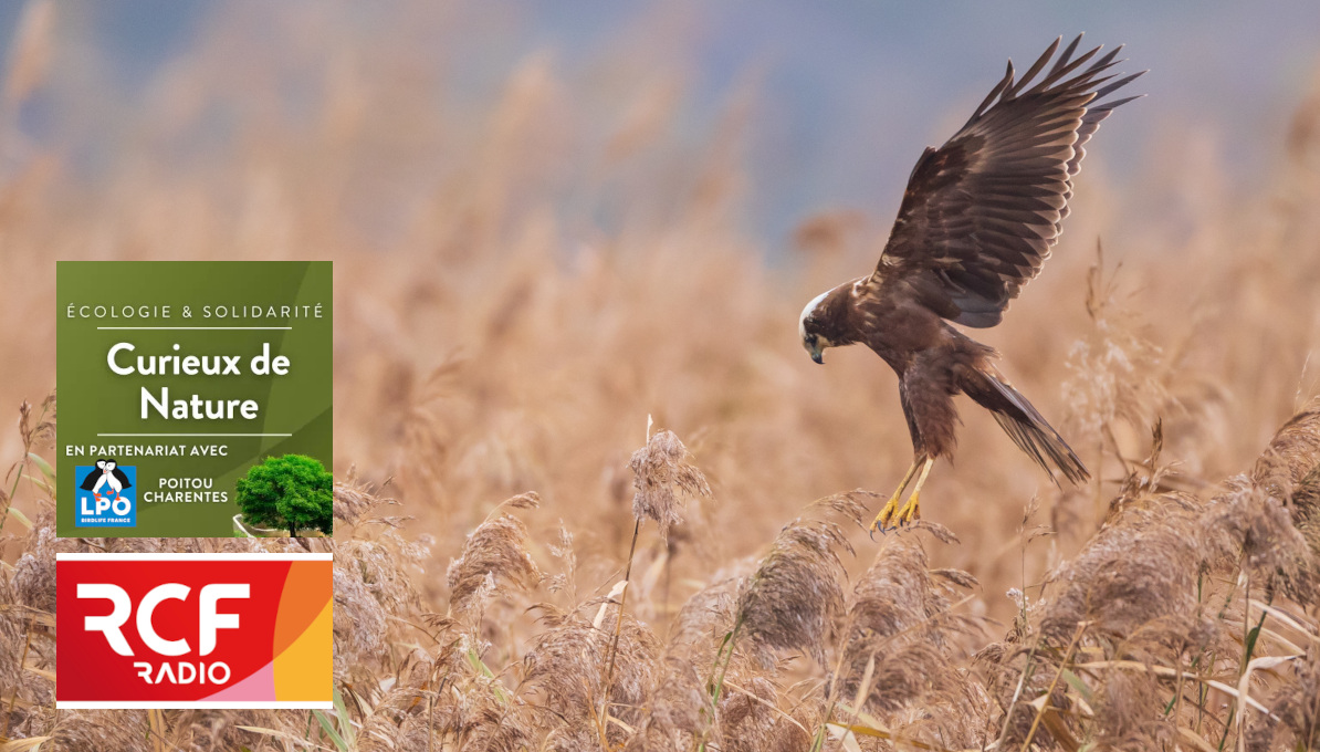 En réécoute : Des rapaces qui ne manquent pas d'aire